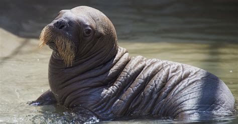 Baby walrus born at SeaWorld Orlando in Florida