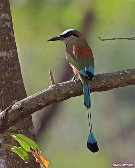 birds of a feather | Pet birds, Beautiful birds, Colorful birds