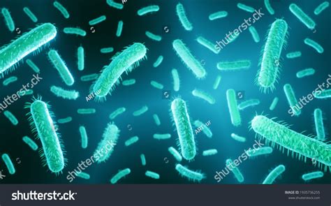 E Coli Gram Negative Bacteria Part Stock Illustration 1935736255 | Shutterstock