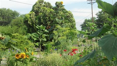 A Priest Life ((((,,)))): Garden Update: Giant sunflower blooms