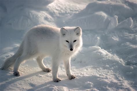 5 Interesting Facts About Arctic Foxes | Hayden's Animal Facts