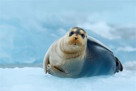 The Different Types of Seals - WorldAtlas