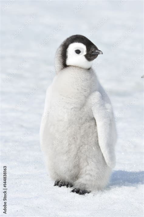 Photo & Art Print Emperor Penguin chick