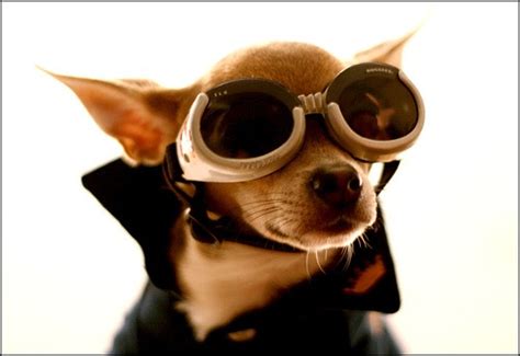 5 Animal Photography Tips For Creative And Funny Pet Pictures