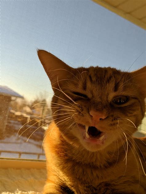 Trying to grab a picture of my handsome guy and he yawned. | Cute cat ...