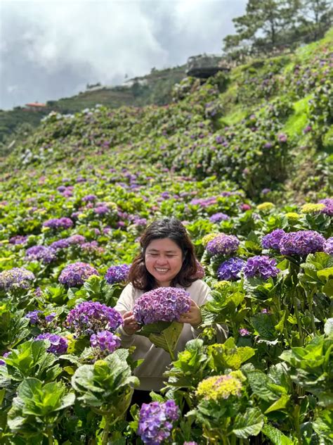 Northern Blossom Flower Farm: A Blooming Paradise in Atok, Benguet - Tara Lets Anywhere