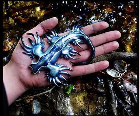 Sea slugs - Sök på Google | Glaucus atlanticus, Sea slug, Sea dragon