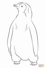 Cute Baby Penguin Coloring Pages  Coloring Home sketch template