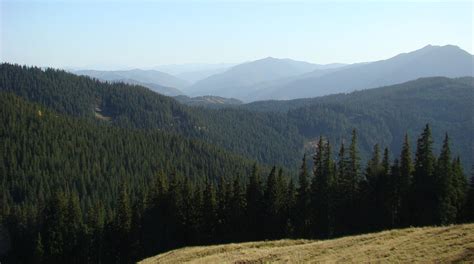 Care este cea mai veche pădure din România? Paduri vechi in Romania