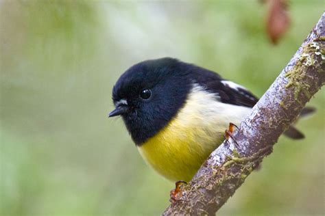 South Island Tomtit : Birding NZ