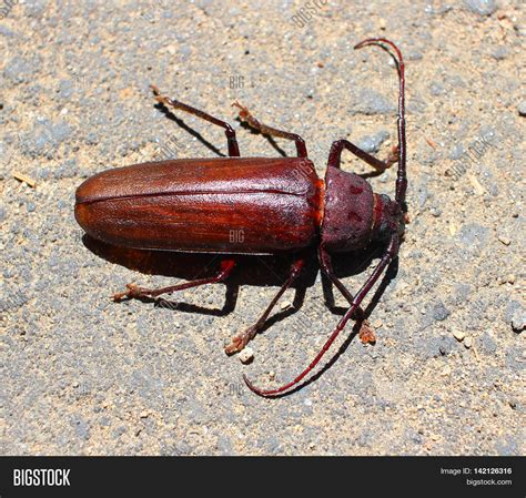 Palo Verde Beetle/ Image & Photo (Free Trial) | Bigstock