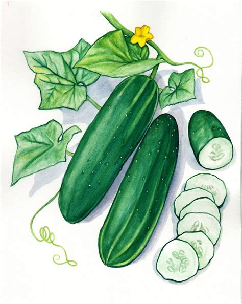 cucumber botanical - Google Search | Plant sketches, Vegetable drawing ...