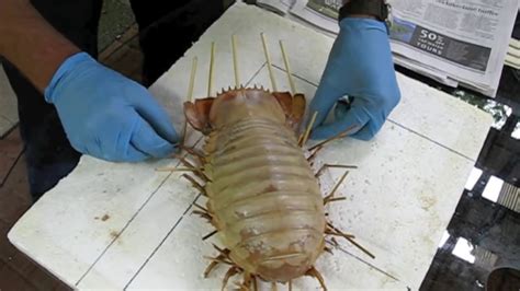 Giant Isopod Bathynomus Giganteus