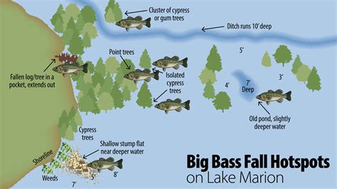 Cooling fall weather brings largemouth bass to the forefront on Lake ...