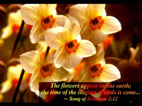 Spring with Bible Verses Scenic Reflections Software Informer: Screenshots