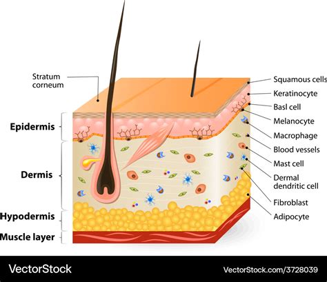Images Of Skin Structure