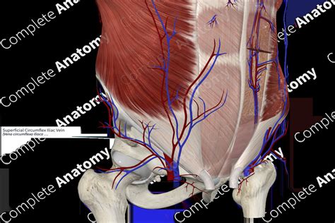 Superficial Circumflex Iliac Vein | Complete Anatomy