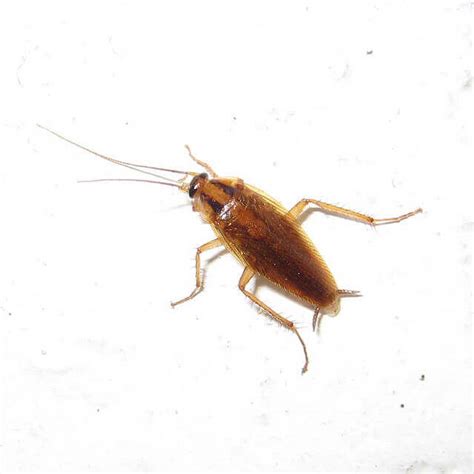 5 Types of Roaches That Threaten Your Family's Health - PESTS OFF