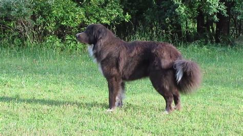 Great Pyrenees Dog, Lakota, Pure Bred, Hawks, Fame, Greats, Black And ...