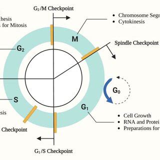 Features of the mammalian cell cycle. | Download Scientific Diagram