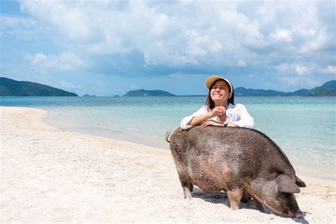 Pig island Koh Samui (Koh Madsum) Full guide & Tours – Royal Vacation