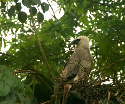 "Wings of Hope" at Gainesville's Cinema Verde Film Festival - Belize Foundation for Research and ...