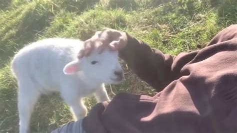 Needy little lamb asks human for pets, ‘cutest thing’ say netizens ...