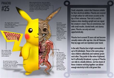 Pikachu Anatomy- Pokedex Entry by Christopher-Stoll on DeviantArt ...