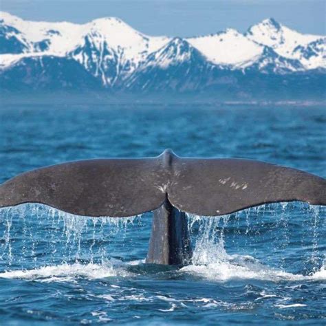 Victoria Whale Watching Package from Seattle | Clipper Vacations