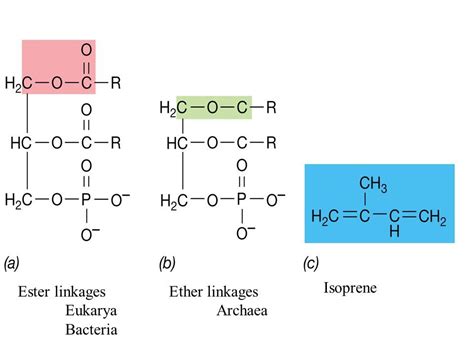 Ester vs. Ether Linkages & Isoprenes | Organic chemistry, Chemistry, Ester