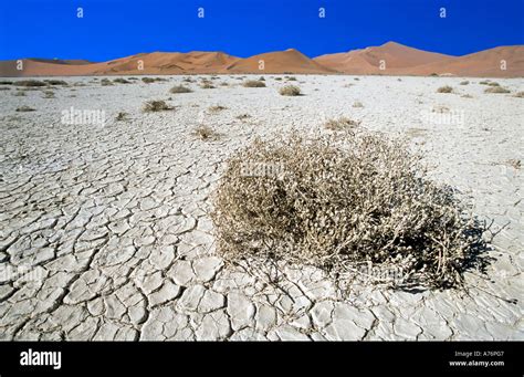 Namibian desert landscape with dried shrubs on a dry river bed and sand dunes in the background ...