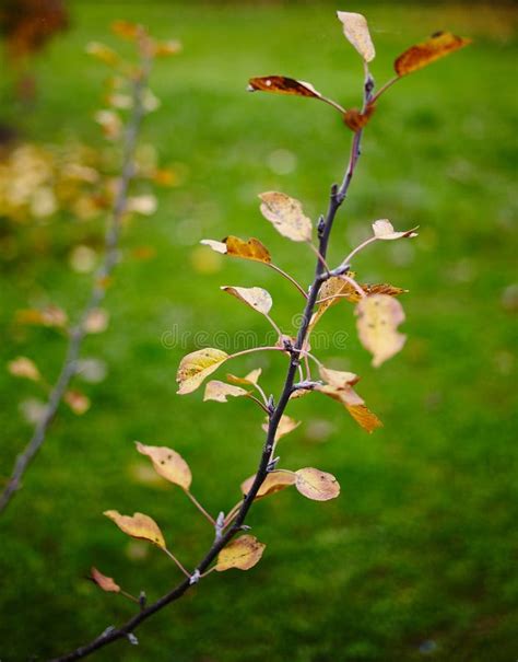 Apple Tree Leaves in the Autumn Stock Image - Image of farm, leaf: 47317323