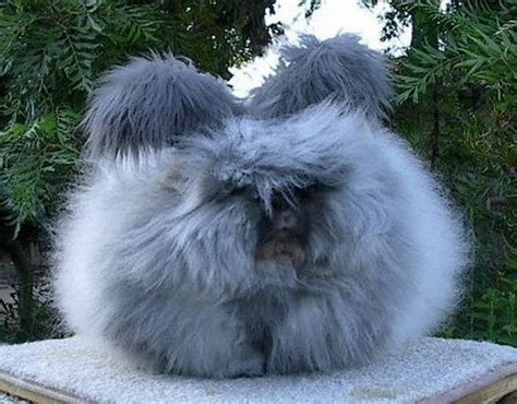 Animal Photo: Angora Rabbits