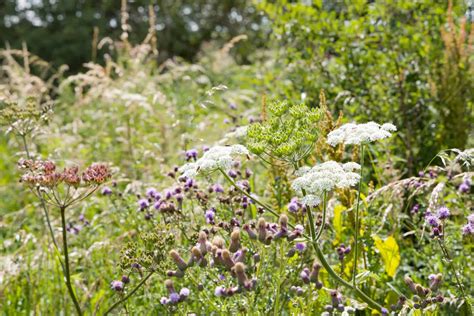 10 Reasons to Plant a Hedgerow in the Home Landscape - Tenth Acre Farm