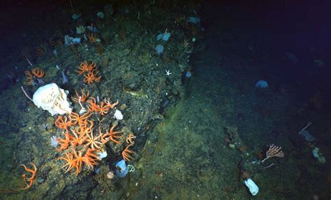 Why Care For and Explore the Deep Ocean? - Schmidt Ocean Institute