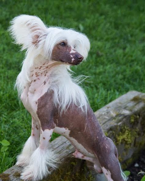 Picture | Chinese crested, Grooming, Puppies