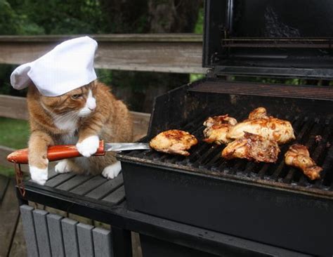 Cat BBQ - 1Funny.com