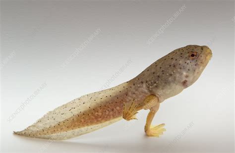 American bullfrog tadpole with hind legs - Stock Image - C006/5857 ...