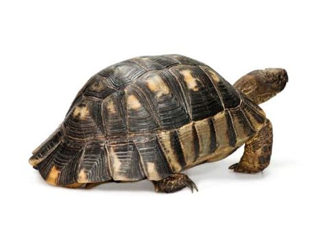 Marginated Tortoise (Testudo marginata) | ReptileTalk NET