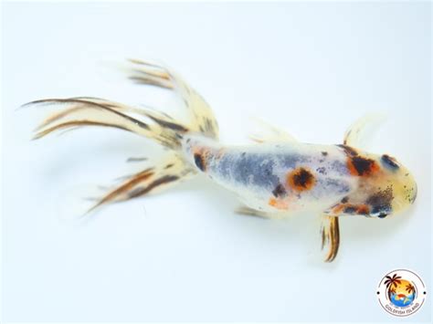 Egg-Fish Calico 3.5-4 inches Unknown 1117EG00CA354TH507 - Goldfish Island