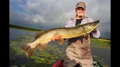 Pike fly fishing for big pike: Pike flyfishing with Poppers - YouTube