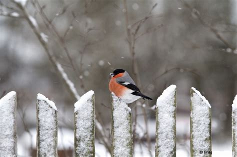 Photo bullfinch winter bird (28 pictures)