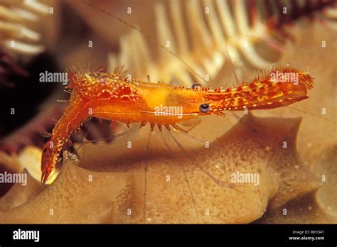 Rock shrimp leander plumosus hi-res stock photography and images - Alamy