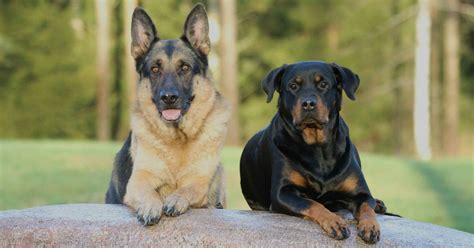 Razze di cani da guardia: le 15 migliori e più affidabili