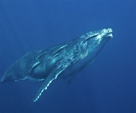 Maui Whale Watching Guide | Humpback Whales in Hawaii