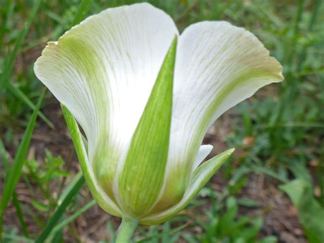 Green sepals - photos of Calochortus Nuttallii, Liliaceae