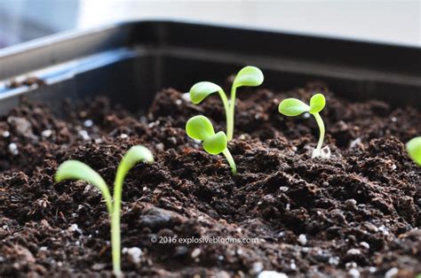 Gazania rising