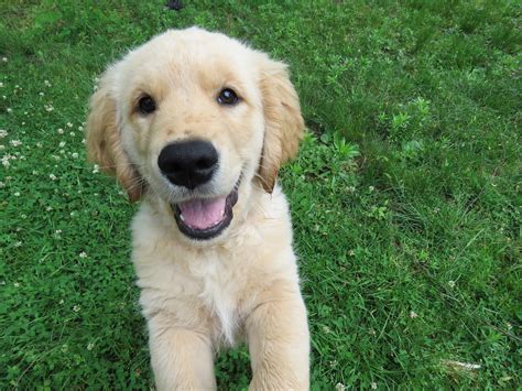 Golden Retriever Puppies: Everything You Need to Know | The Dog People by Rover.com