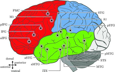 1: A map of the human brain (dominant-left hemisphere) with regions... | Download Scientific Diagram