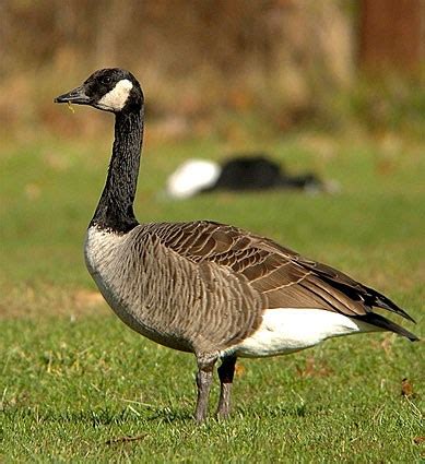 Canada Goose, Identification, All About Birds - Cornell Lab of Ornithology